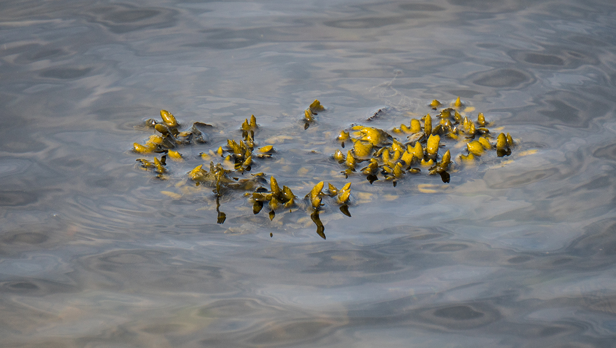 web_20180728-DSC01851-1