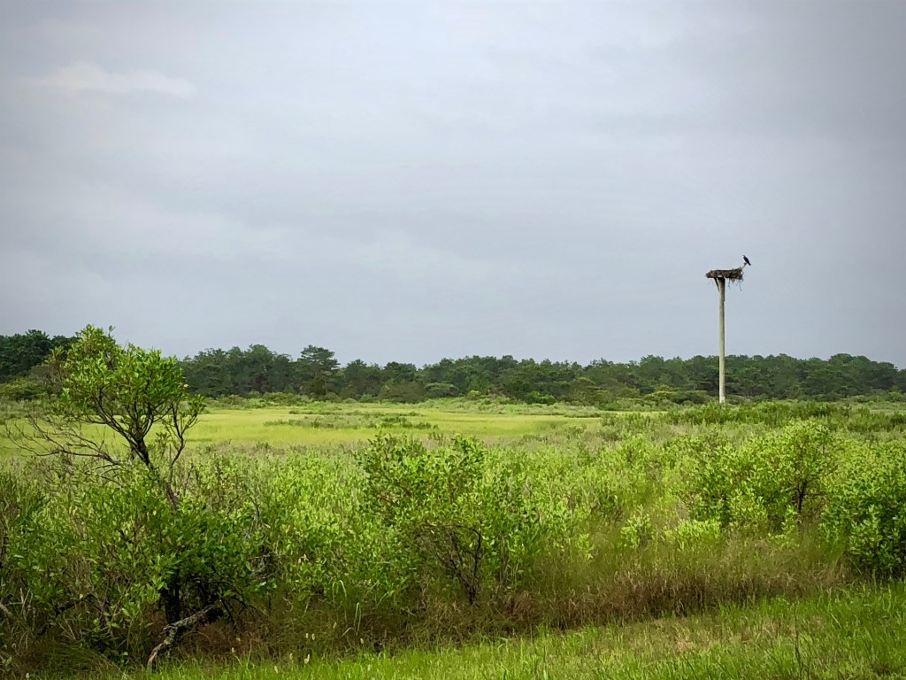 Osprey (Pandion haliaetus) nest a Napeague, NY, Patricia Paladines