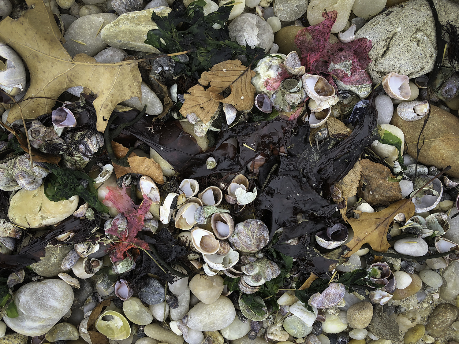 WM_IMG_5987_Paladines