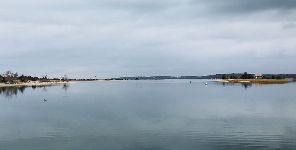 Discovering the Common Slipper Shells on a Winter Beach&nbsp;Walk