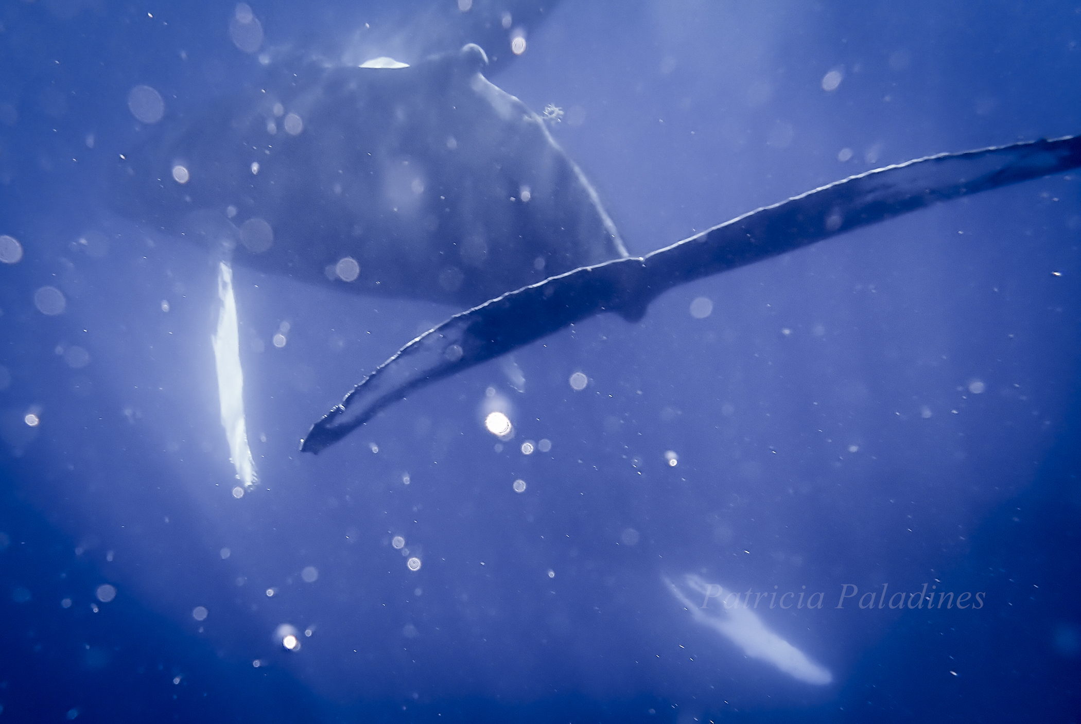 Humpback whale Megaptera novaeangliae), Sliver Banks, DR