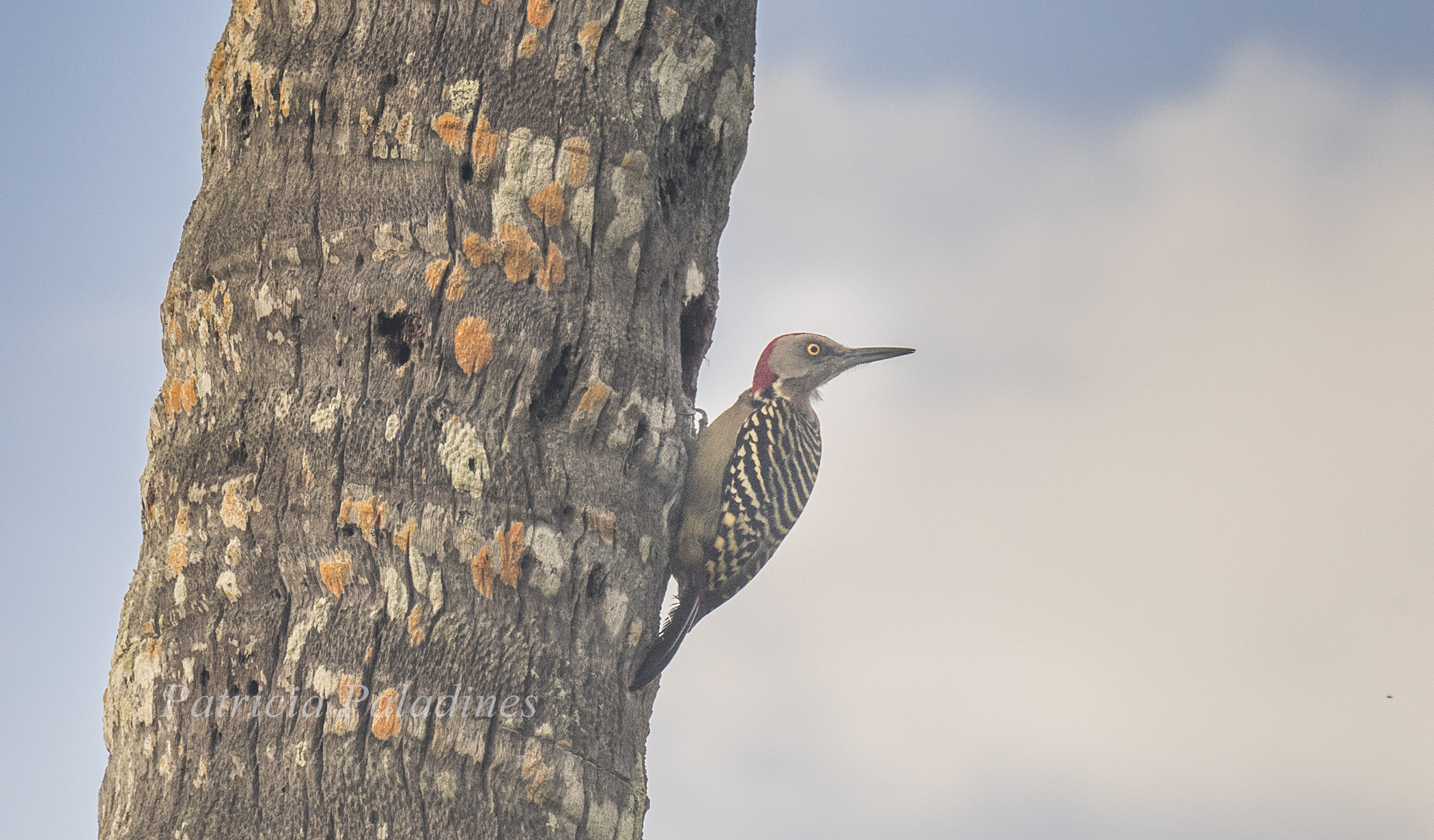 Hispaniolan woodpecker (Melanerpes striatus)