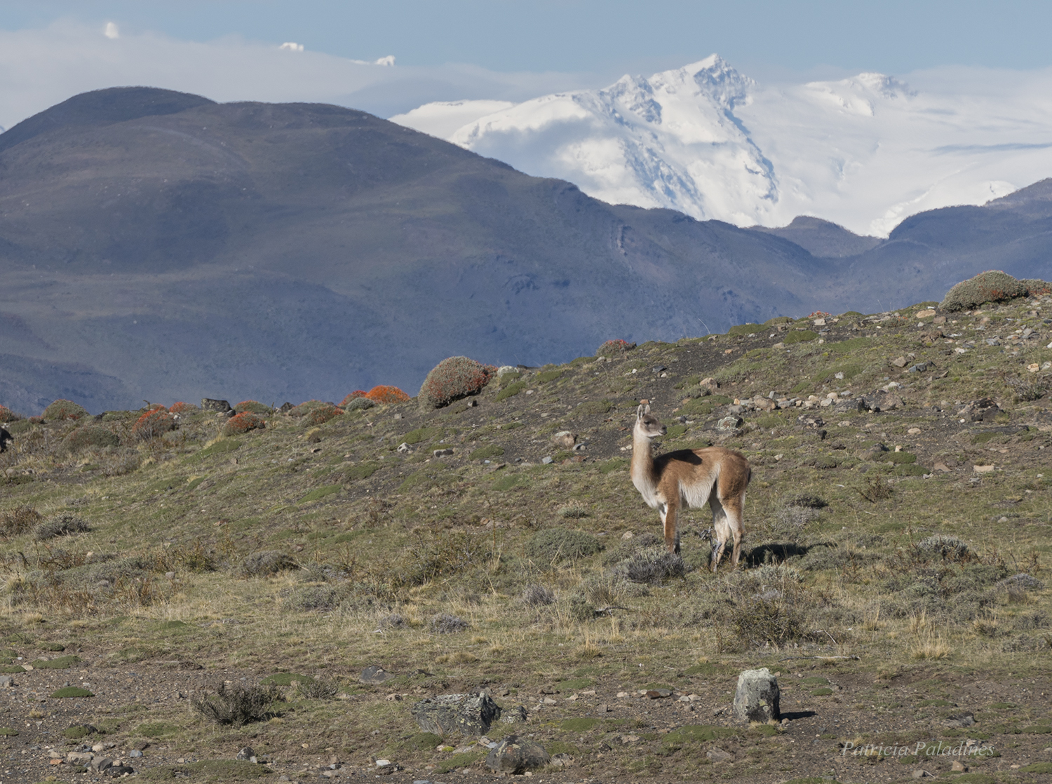 Guanaco (Lama guanicoe)
