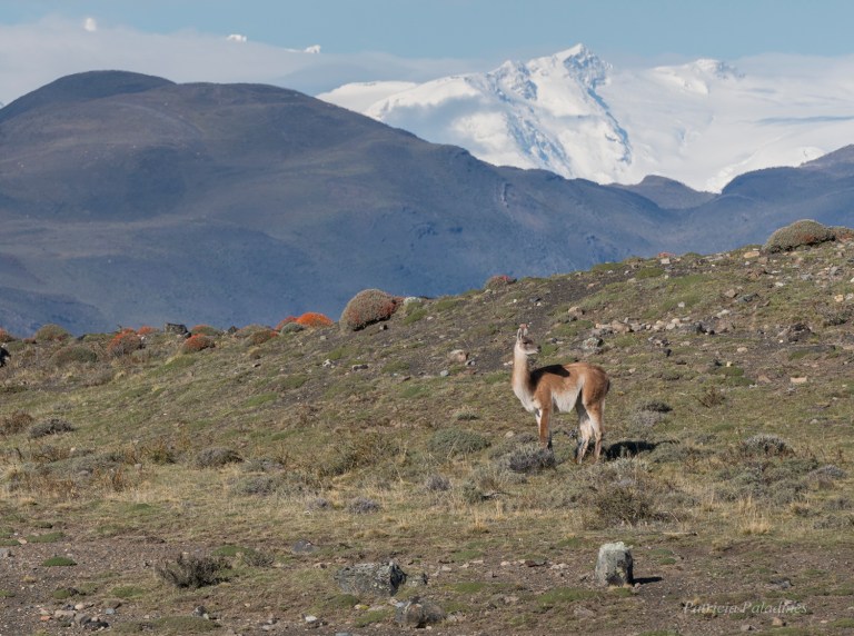 Guanaco (Lama guanicoe)