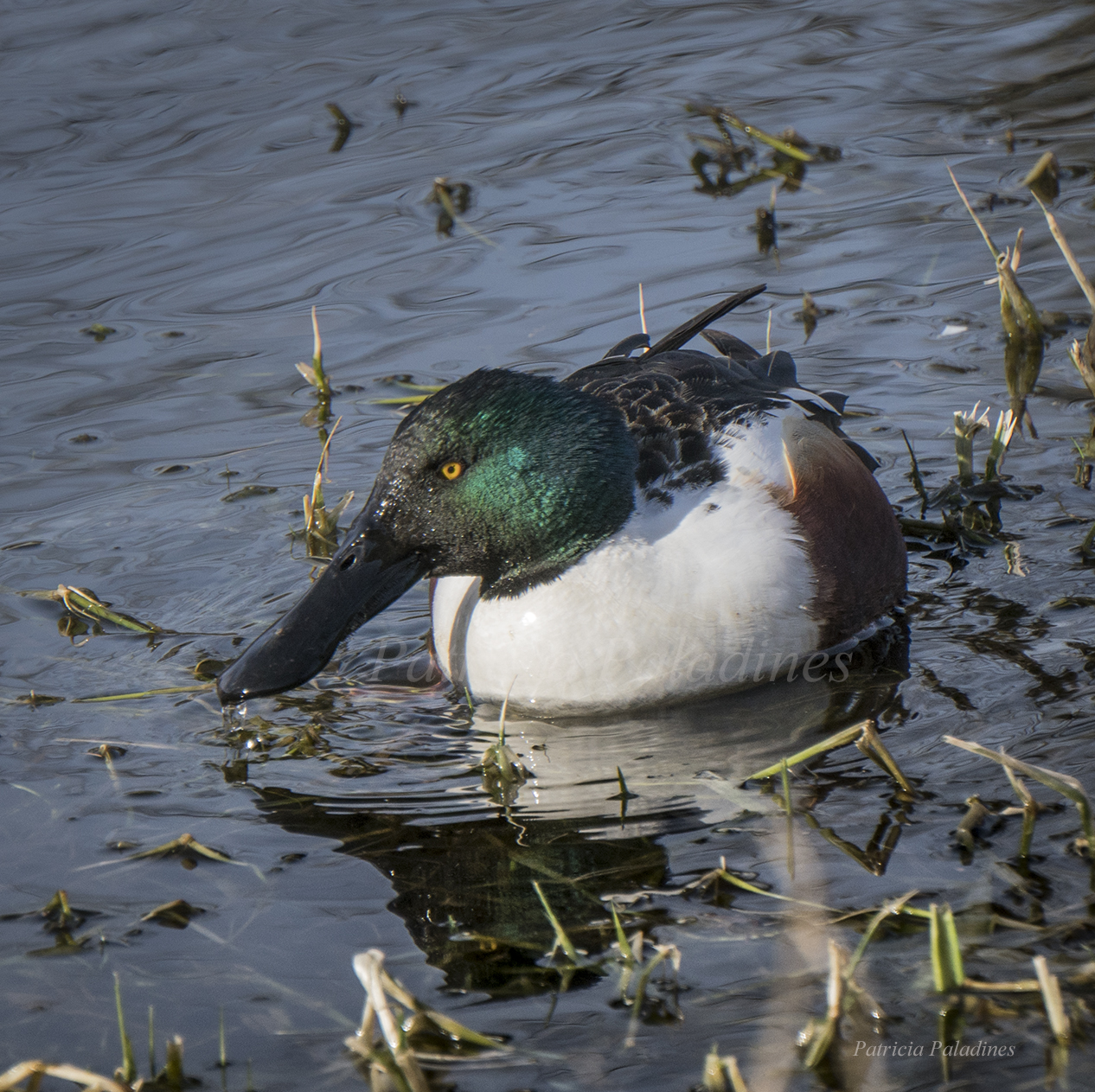 Northern Shoveler (Spatula clypeata)
