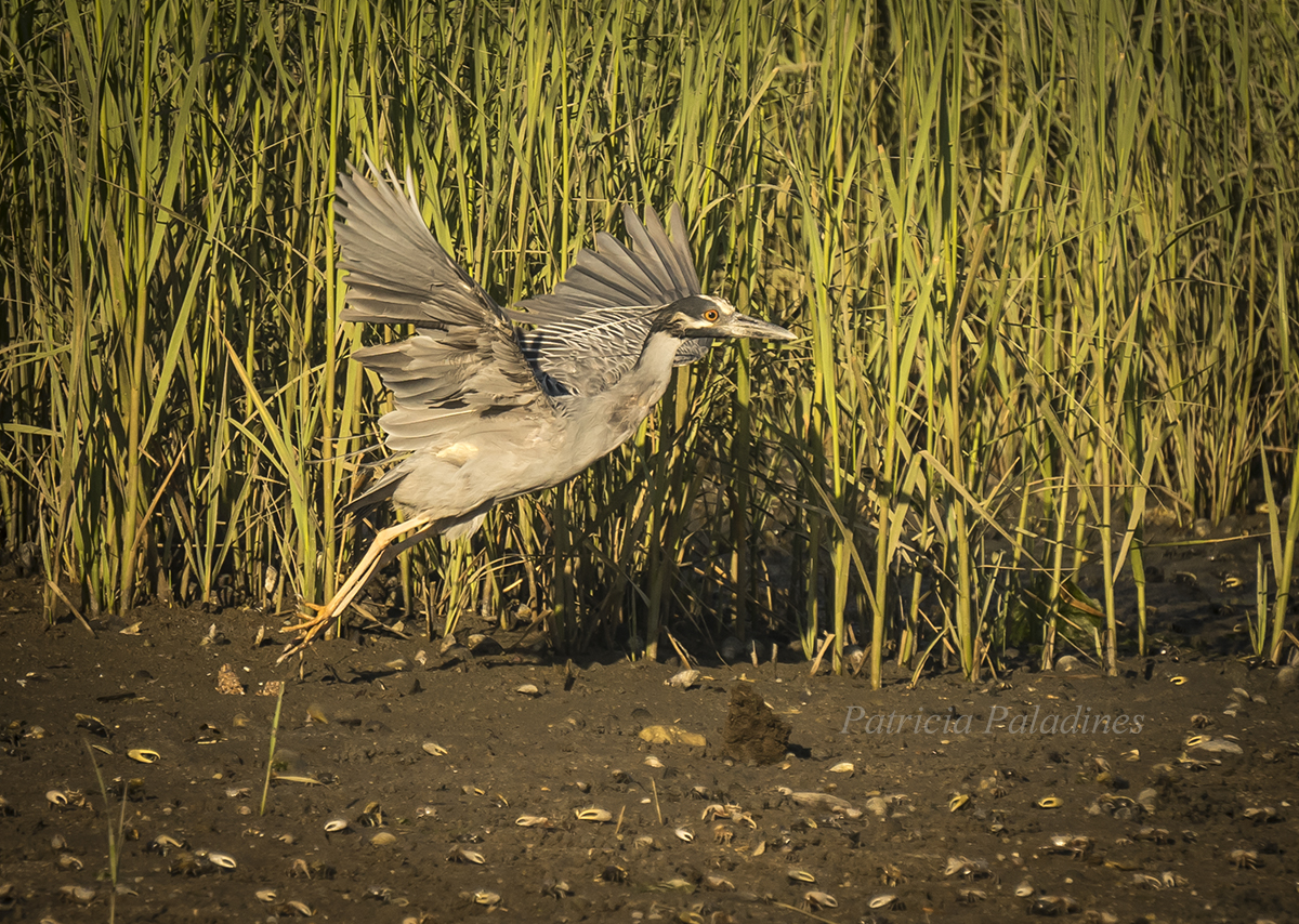 Yellow-crowned Night-Heron (Nyctanassa violacea)