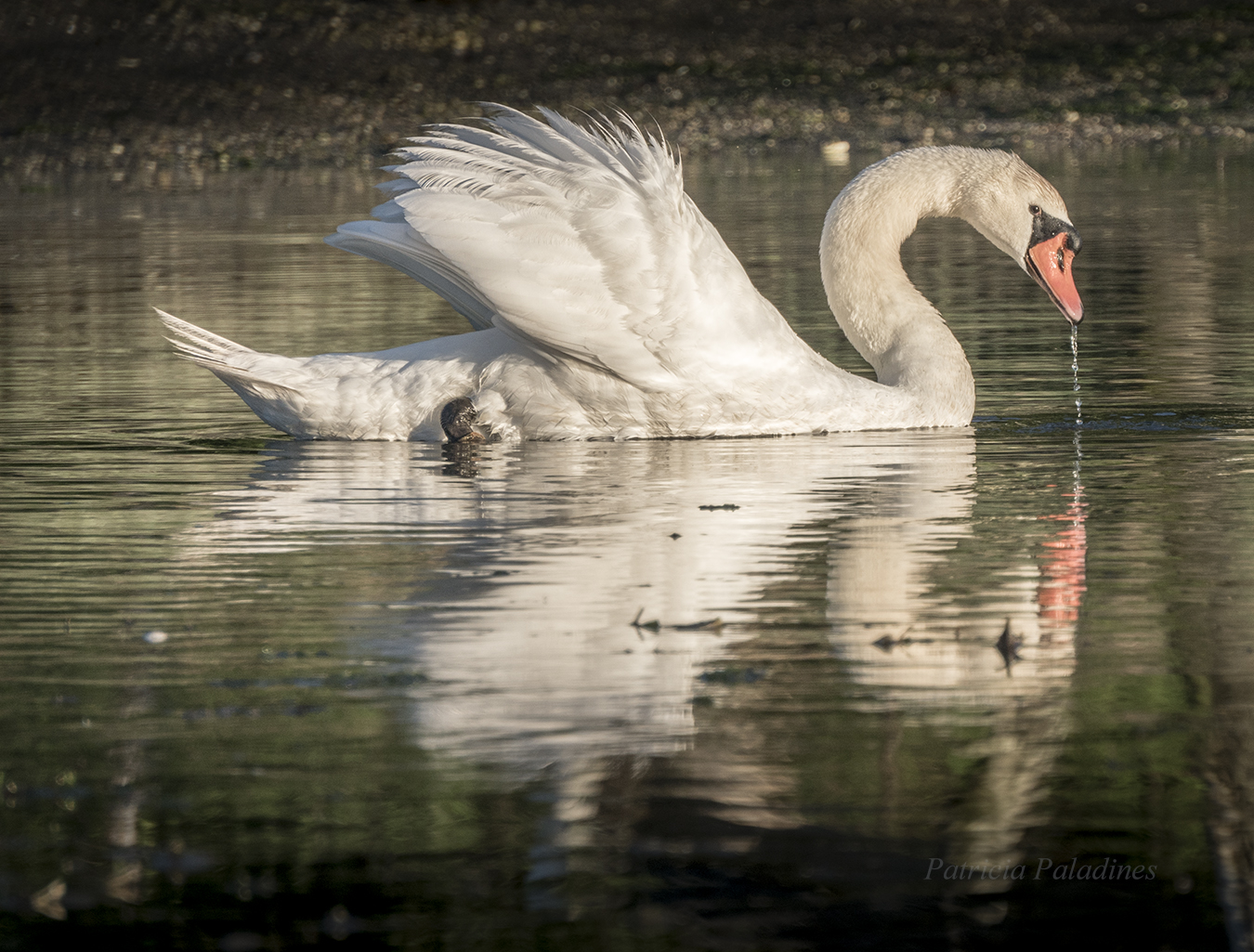 Mute Swan (Cygnus olor)