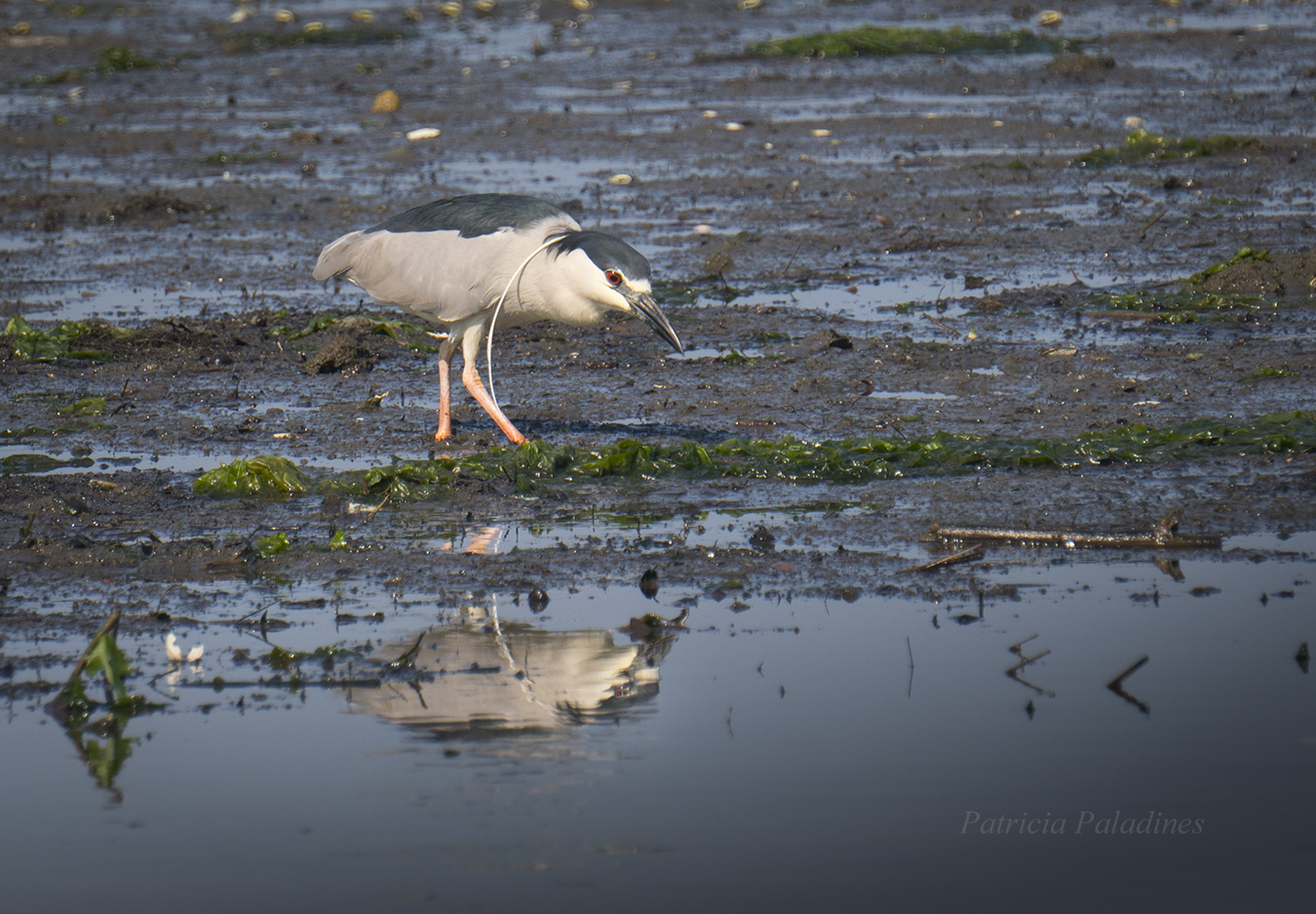 Black-crowned Night-Heron (Nycticorax nycticorax)