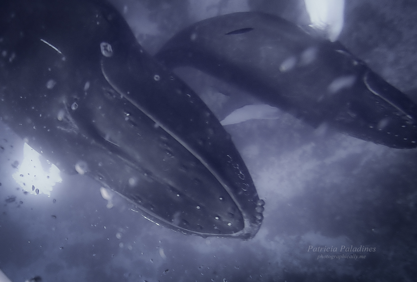 Humpback whale (Megaptera novaeangliae) mother and calf