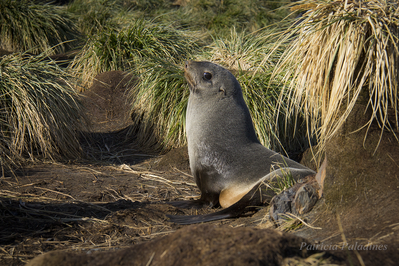 Antarctic Fur Seal (Arctocephalus gazella)
