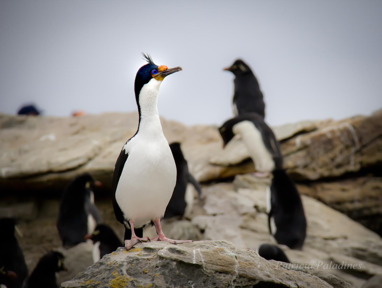 Imperial Cormorant (Phalacrocorax atriceps)